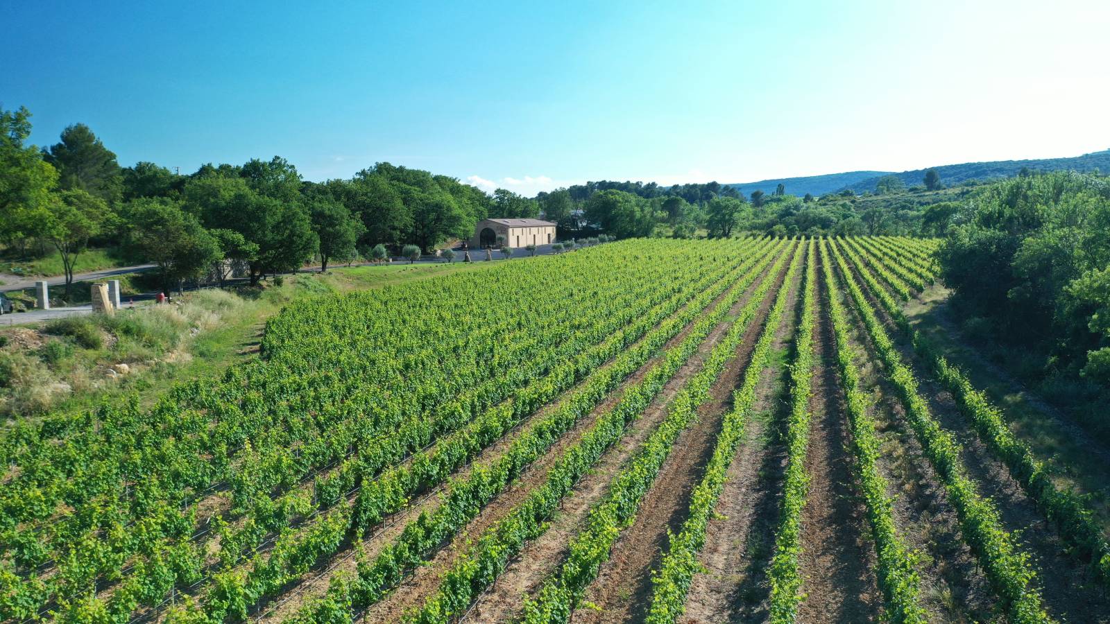 vignes au Domaine Croix de Félix