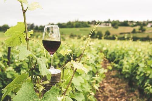 degustation de vin au Domaine Croix de Félix à Vailhauques